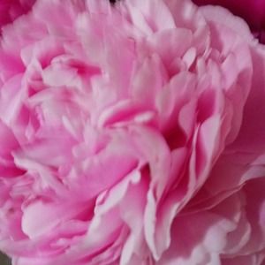 Meet your Posher, Donna may